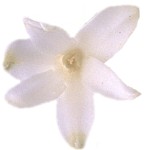 A White Hyacinth flower